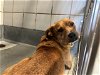 adoptable Dog in  named PANCHO
