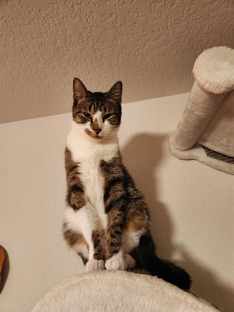 picture of the cat needing adoption