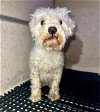 adoptable Dog in , TX named BLANCA