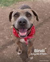 adoptable Dog in  named CALI