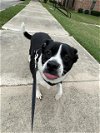 adoptable Dog in  named ROXANNE