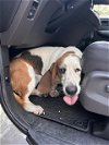 adoptable Dog in , TX named GEORGIA