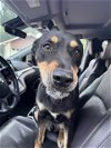 adoptable Dog in , TX named JASPER