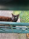 adoptable Cat in , TX named AMON
