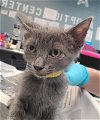 adoptable Cat in , TX named TACO