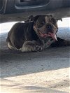adoptable Dog in , TX named MILO