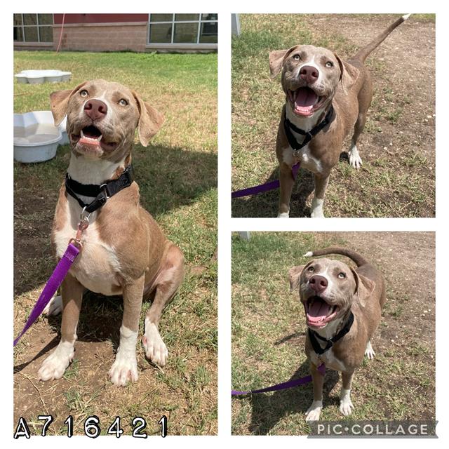 adoptable Dog in San Antonio, TX named DAISY
