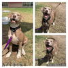 adoptable Dog in  named DAISY