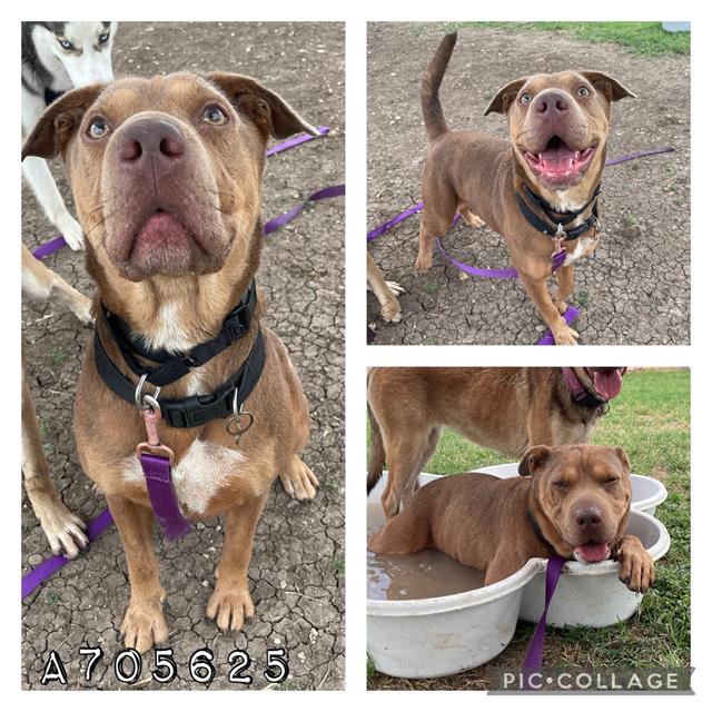 adoptable Dog in San Antonio, TX named MURPH