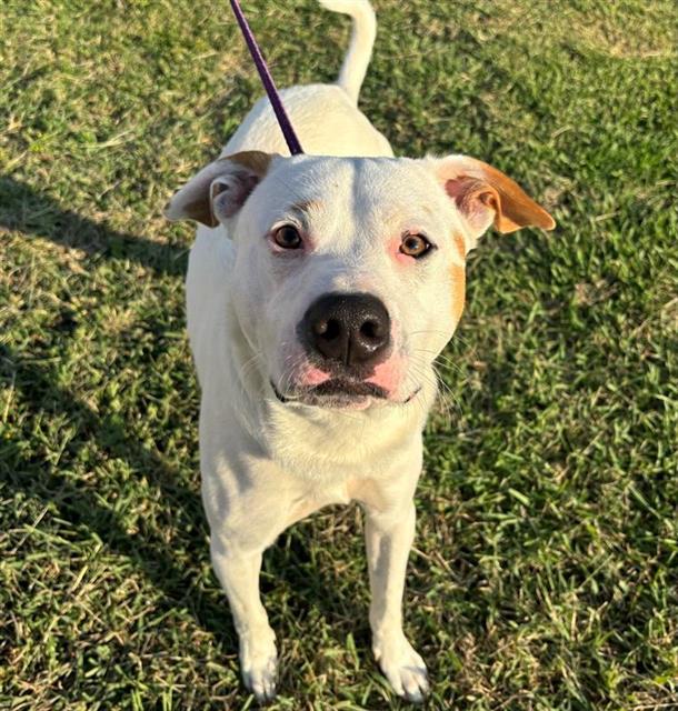 adoptable Dog in San Antonio, TX named JEFFREY