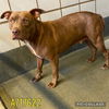 adoptable Dog in  named CHRISTIE LEE