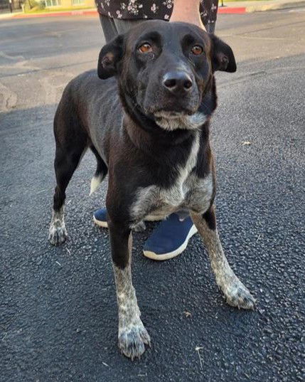 adoptable Dog in San Antonio, TX named RYE