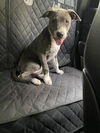 adoptable Dog in  named ABBEY