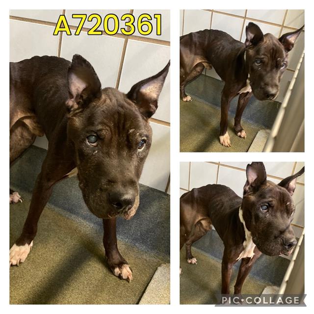 adoptable Dog in San Antonio, TX named ROSCO