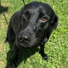 adoptable Dog in  named MAMA BEAR