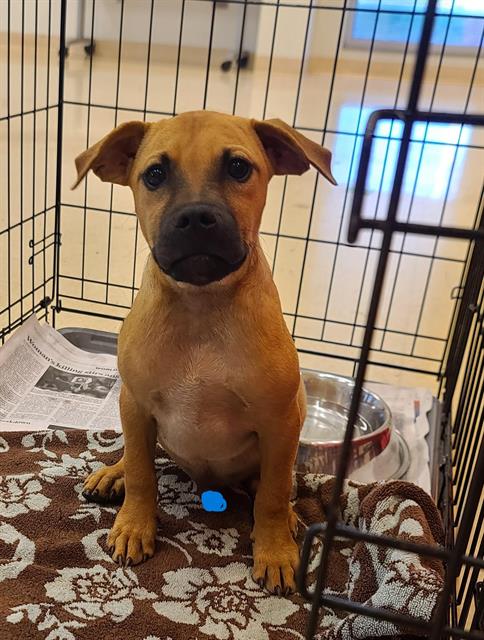 adoptable Dog in San Antonio, TX named EDWARD