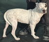 adoptable Dog in  named MATILDA