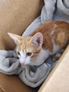 adoptable Cat in san antonio, TX named A721357