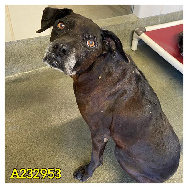 adoptable Dog in San Antonio, TX named PRINCESS