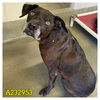 adoptable Dog in  named PRINCESS