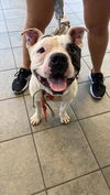 adoptable Dog in  named DONK