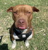 adoptable Dog in  named KIMCHI