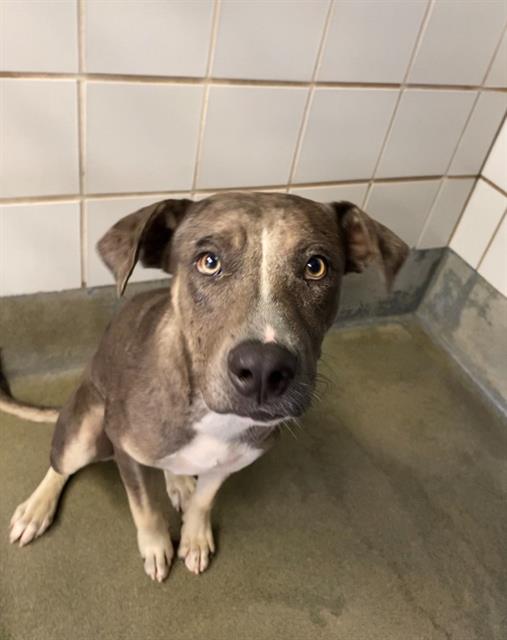 adoptable Dog in San Antonio, TX named SCOOBY