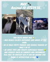 adoptable Dog in  named MAX