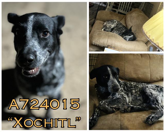 adoptable Dog in San Antonio, TX named XOCHITL