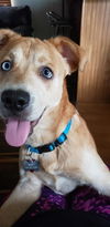 adoptable Dog in  named BLUE