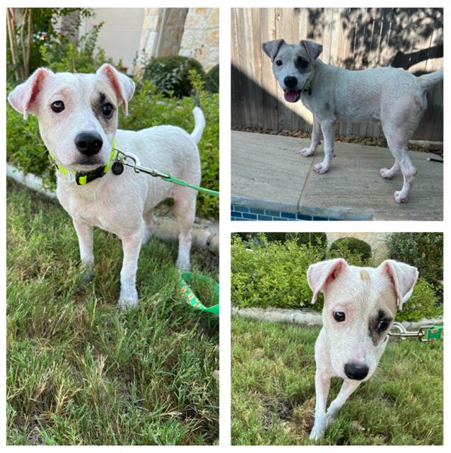 adoptable Dog in San Antonio, TX named DOMINICO