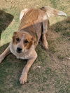adoptable Dog in  named STETSON
