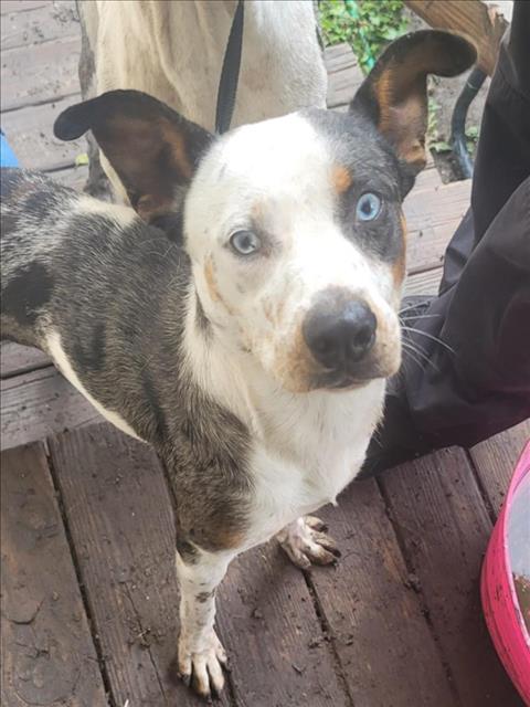 adoptable Dog in San Antonio, TX named MILO