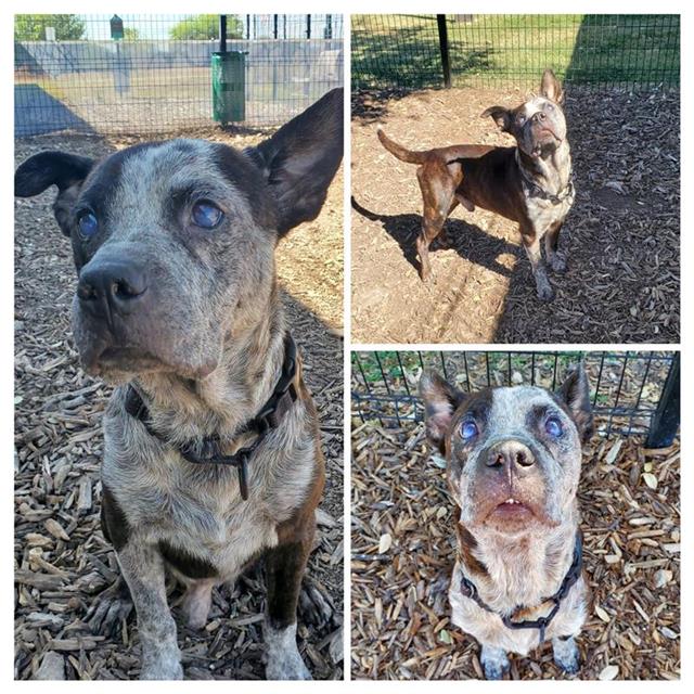adoptable Dog in San Antonio, TX named MAJOR