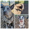 adoptable Dog in  named MAJOR