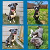 adoptable Dog in  named DRAKO