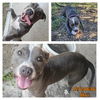 adoptable Dog in  named KAI
