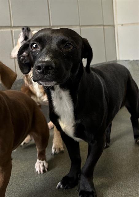 adoptable Dog in San Antonio, TX named LOUIS