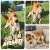 adoptable Dog in  named COLTON