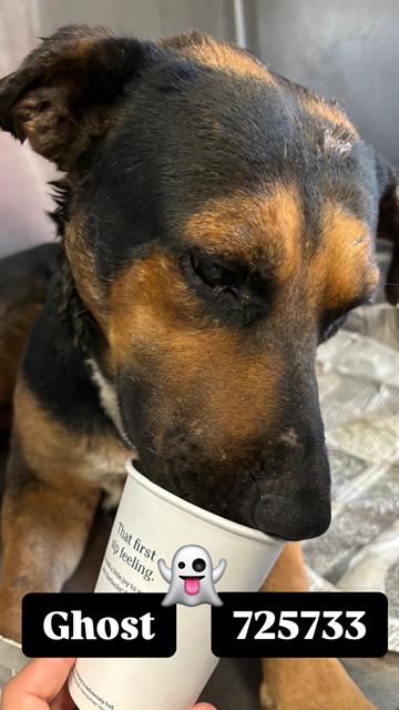 adoptable Dog in San Antonio, TX named GHOST