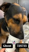 adoptable Dog in  named GHOST