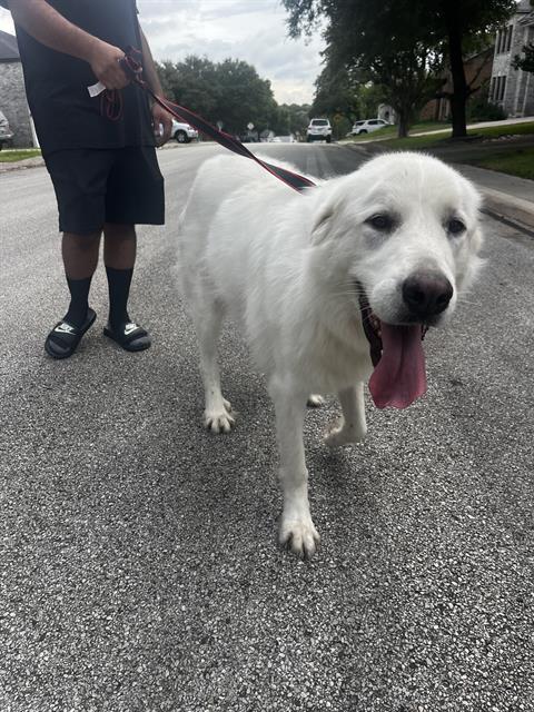 adoptable Dog in San Antonio, TX named LILABET