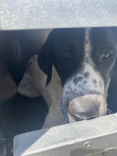 adoptable Dog in San Antonio, TX named A726842