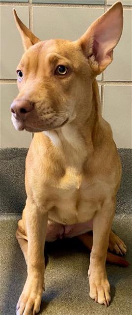 adoptable Dog in San Antonio, TX named LOUISE