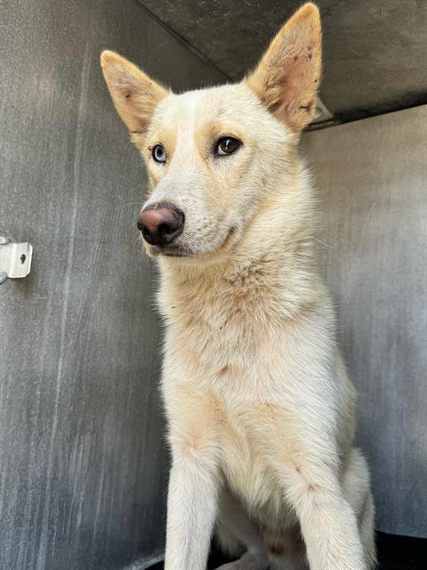 adoptable Dog in San Antonio, TX named NUDGE