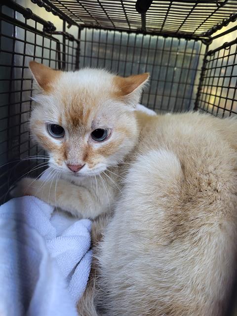 adoptable Cat in San Antonio, TX named ESPRESSO