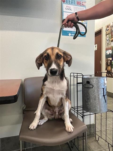 adoptable Dog in San Antonio, TX named OLIVER