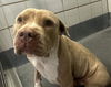 adoptable Dog in  named LEMON
