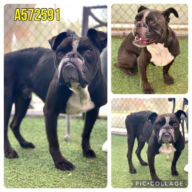 adoptable Dog in San Antonio, TX named KING