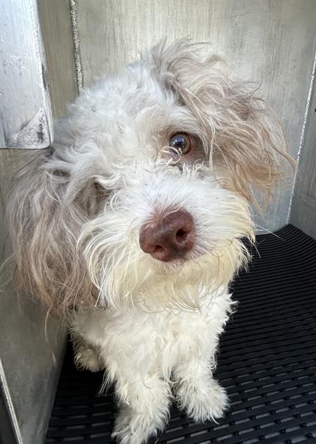 adoptable Dog in San Antonio, TX named MCFLUFFER